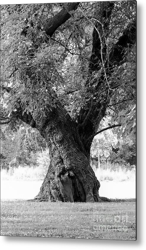 Trunk Metal Print featuring the photograph Tall and Twisted by Bentley Davis