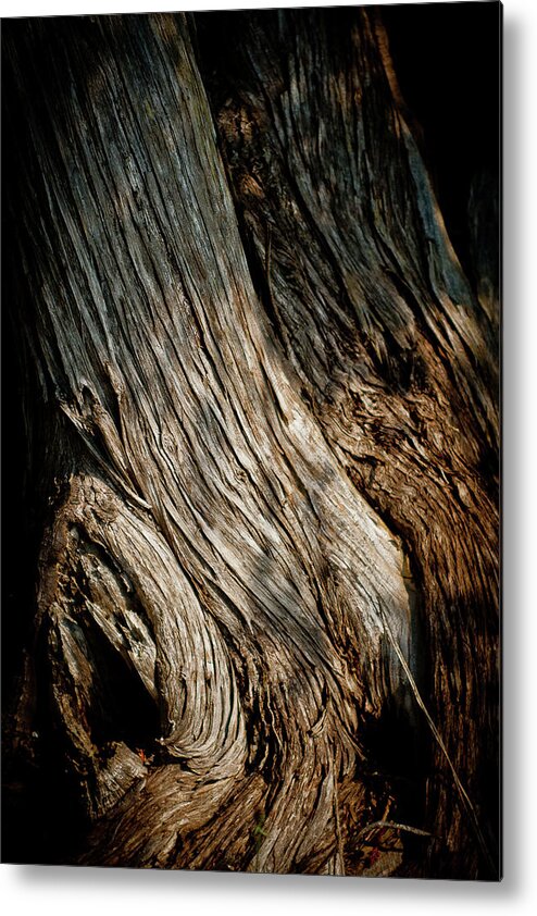 Tree Metal Print featuring the photograph Texture of Wood by Rich S