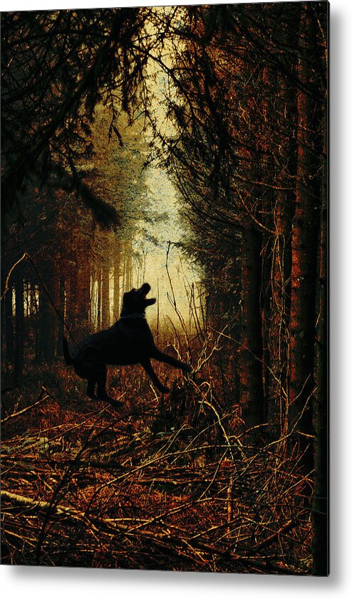Dog Metal Print featuring the photograph The dog of the forest by Yasmina Baggili
