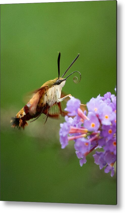 Cool Metal Print featuring the photograph The Hummingbird Moth by Linda Bonaccorsi
