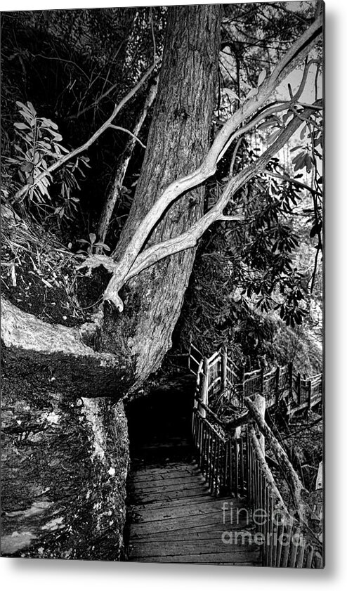 Paul Ward Metal Print featuring the photograph The Journey black and white by Paul Ward