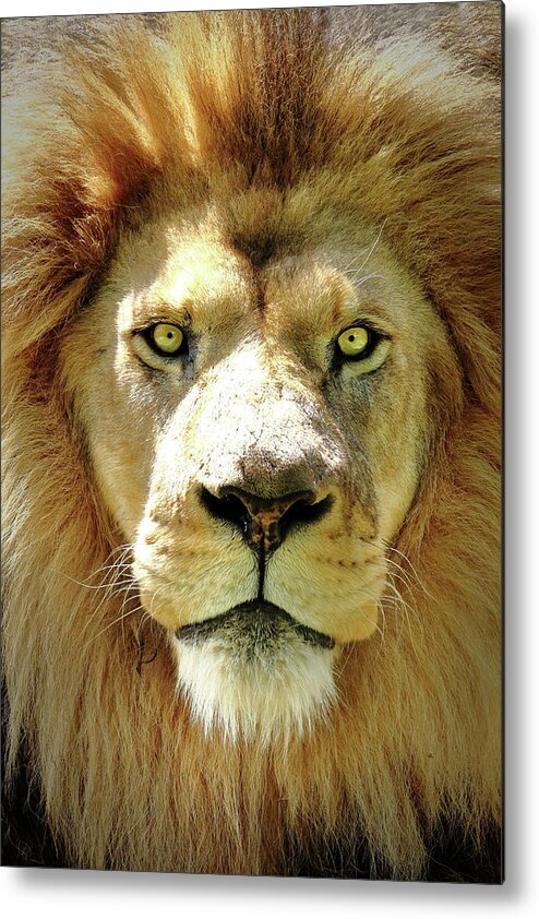 Lion Metal Print featuring the photograph The King by Lens Art Photography By Larry Trager