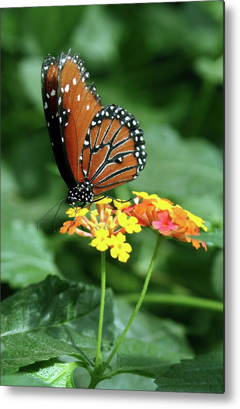 Insect Metal Print featuring the photograph The Monarch by Jim Feldman