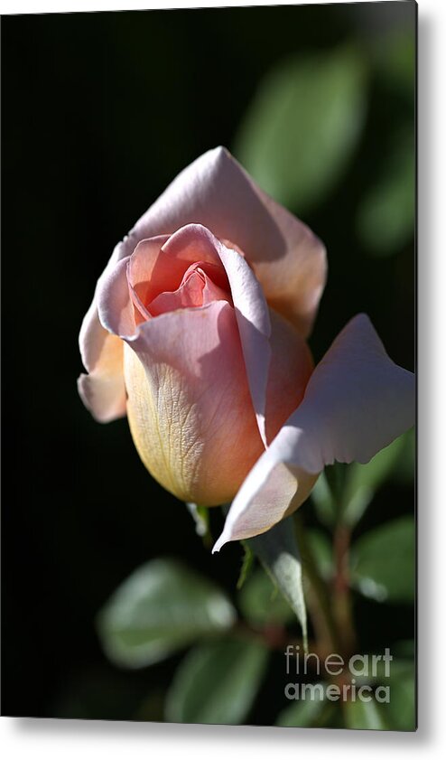 Abraham Darby Rose Flower Metal Print featuring the photograph The Morning Pink Rose by Joy Watson