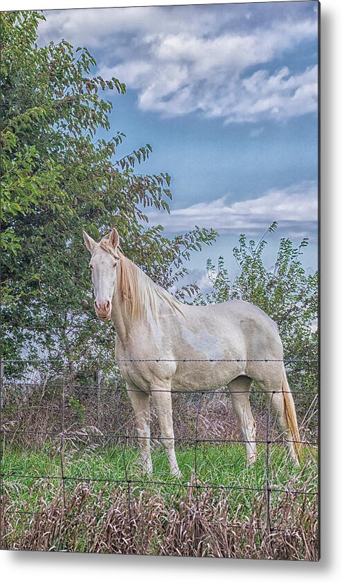 Horse Metal Print featuring the photograph The Old Gray Mare - Rural Indiana by Bob Decker