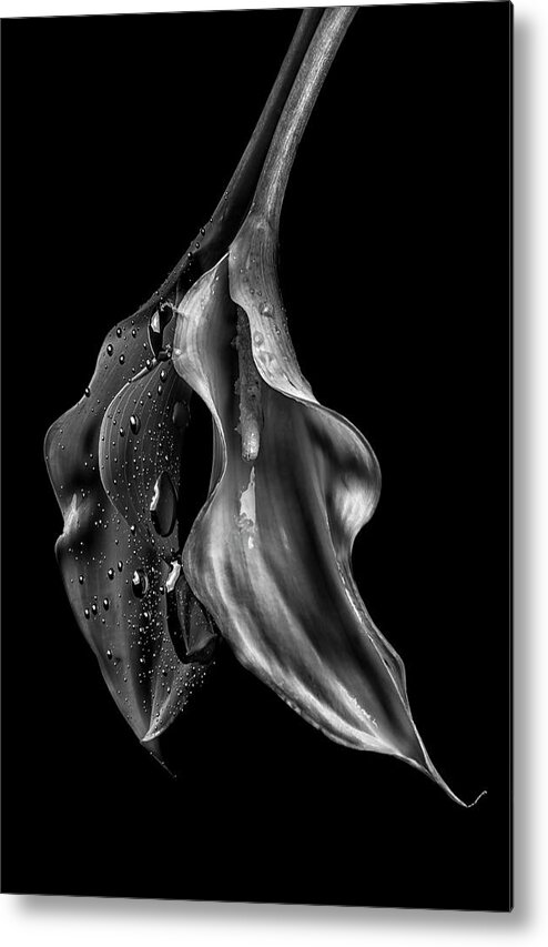 Published Metal Print featuring the photograph The Purity of Perversion III by Enrique Pelaez