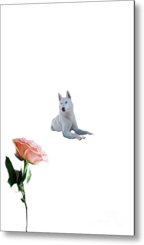 Fineart Metal Print featuring the digital art The rose dog by Yvonne Padmos