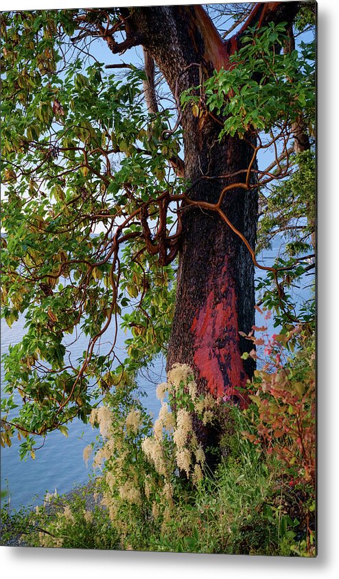 Trees Metal Print featuring the photograph The Sacred Madrone Tree by Mary Lee Dereske