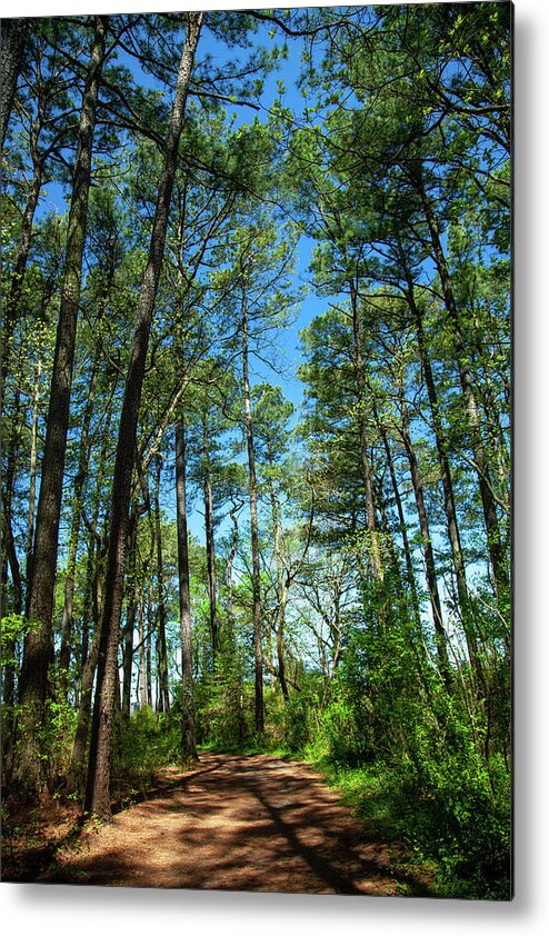 Moments At Roaring Point Metal Print featuring the photograph The Trail At Roaring Point by Karol Livote