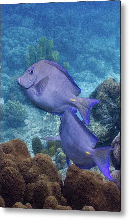 Animals Metal Print featuring the photograph This Way by Lynne Browne