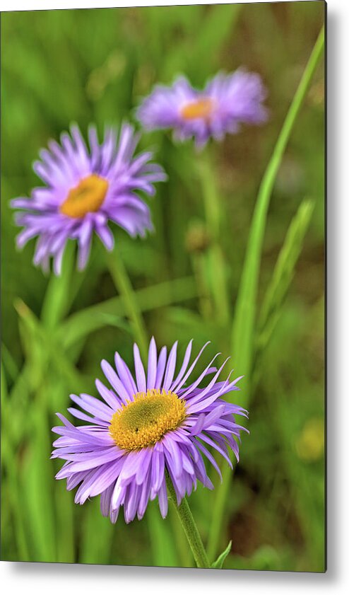 Asters Metal Print featuring the photograph Three Asters by Bob Falcone