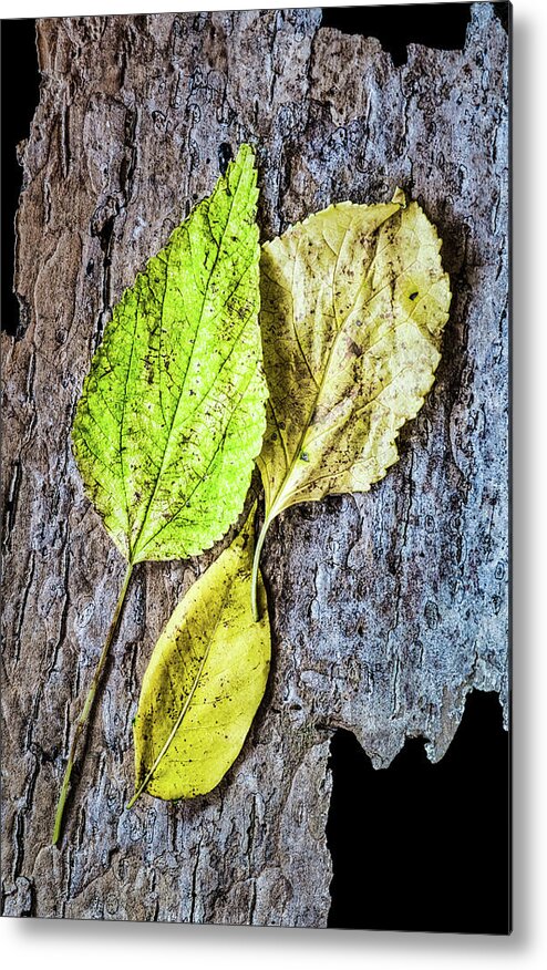 Autumn Metal Print featuring the photograph Three Autumn Leaves On Bark by Gary Slawsky