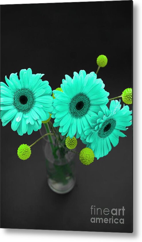 Floral Metal Print featuring the photograph Three Gerbers--Turquoise by Renee Spade Photography