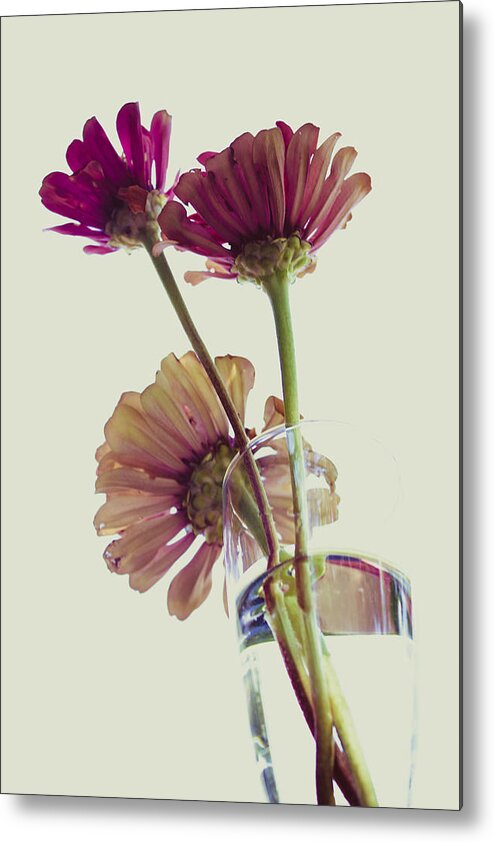 Zinnia Elegans Metal Print featuring the photograph Three Overexposed Zinnias by W Craig Photography