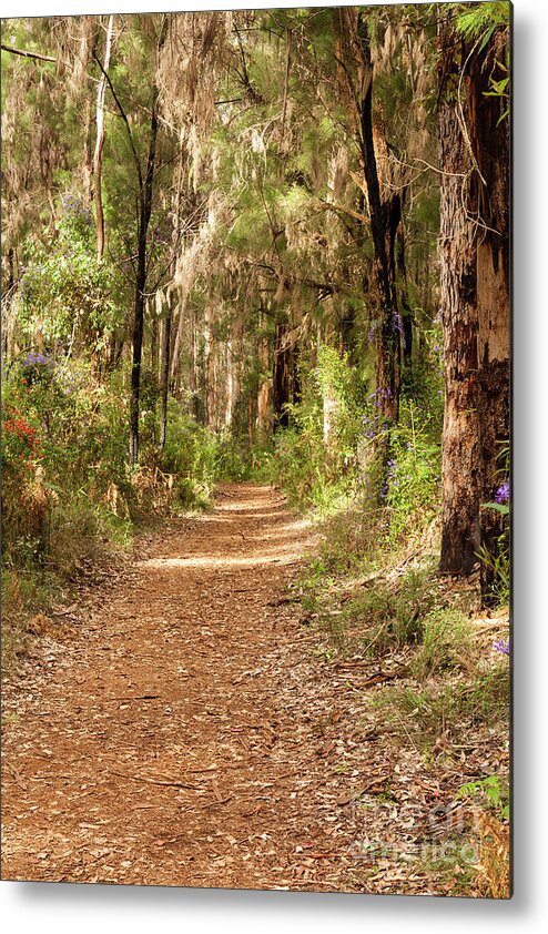 Bushland Metal Print featuring the photograph Through the Gum Trees by Elaine Teague