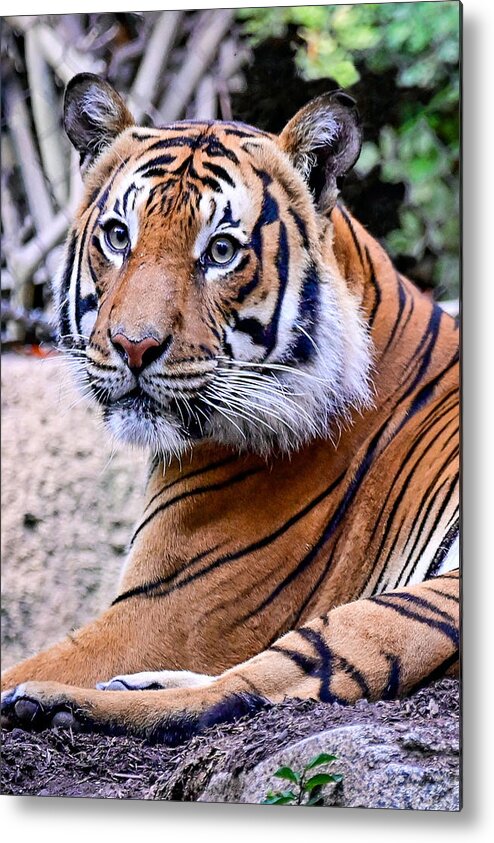 Tiger Metal Print featuring the photograph Tiger by Ed Stokes