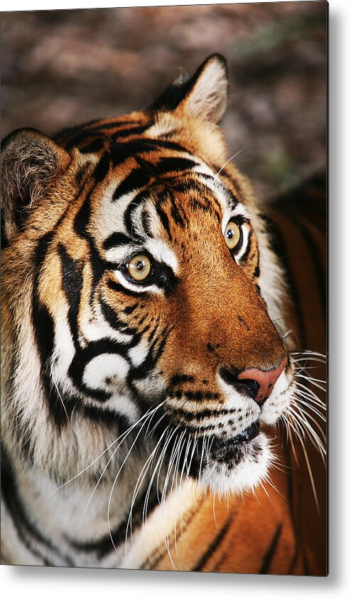 Tiger Metal Print featuring the photograph Tiger Headshot by Brad Barton