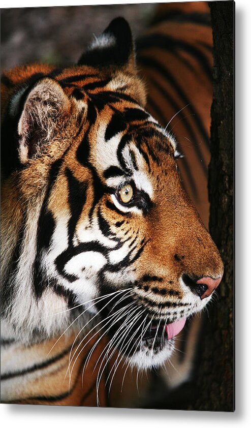 Tiger Metal Print featuring the photograph Tiger Profile by Brad Barton