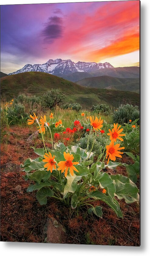 Vertical Metal Print featuring the photograph Timpanogos Sunset Vertical with Spring Wildflowers by Wasatch Light