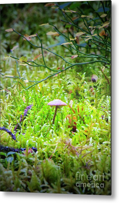 Mushroom Metal Print featuring the photograph Tiny Mushroom by Thomas Nay