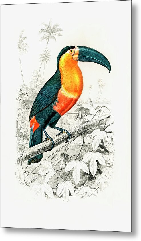John James Audubon Metal Print featuring the drawing Toucan by John James Audubon by Mango Art