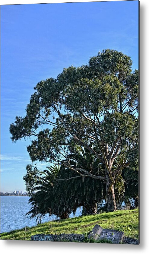 Natural Landscape Metal Print featuring the photograph Tree and Bay by Maggy Marsh