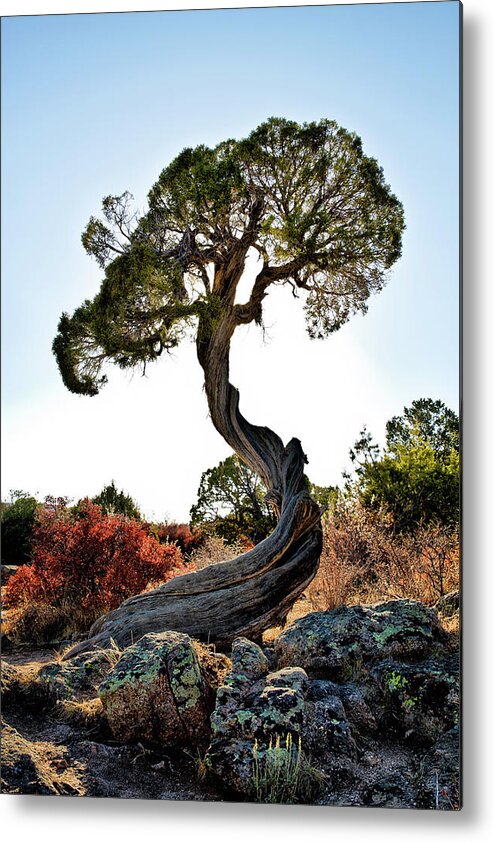 Tree Metal Print featuring the photograph Tree At Black Canyon by Robert Woodward