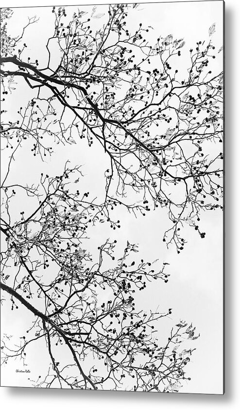 Tree Metal Print featuring the photograph Tree Black And White by Christina Rollo