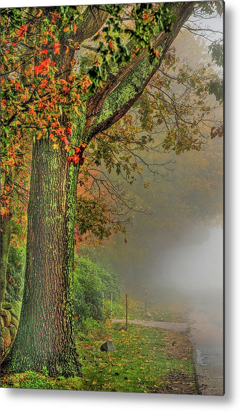 Fog Metal Print featuring the photograph Tree in the fog by Cordia Murphy