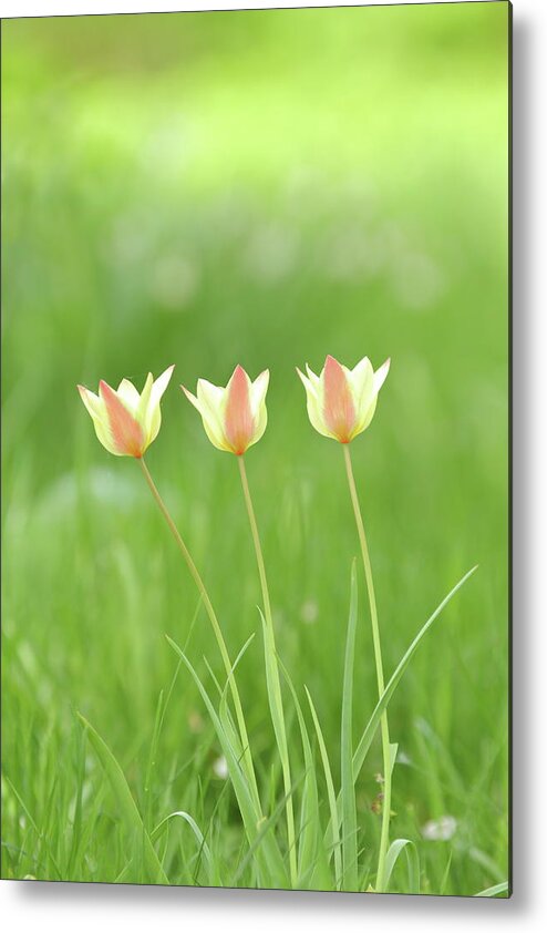 Nature Metal Print featuring the photograph Triple Tulips by Lens Art Photography By Larry Trager
