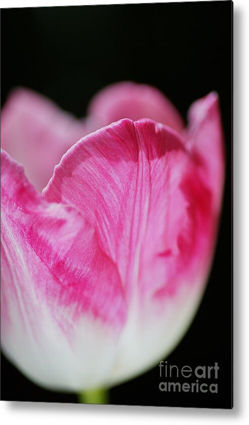 Disambiguation Metal Print featuring the photograph Tulip Cup Pink Soft White by Joy Watson