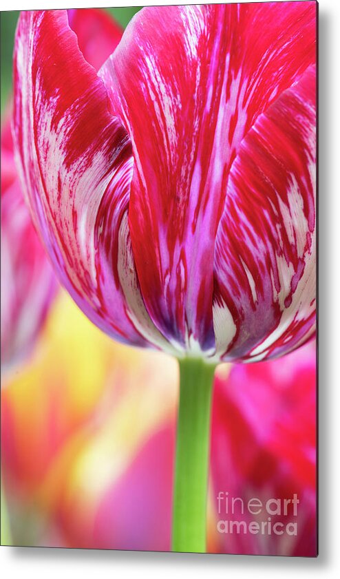 Tulip Metal Print featuring the photograph Tulip Innerwheel Flower Close Up by Tim Gainey