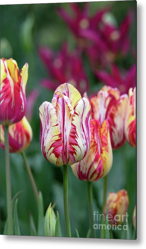 Tulipe metal or M