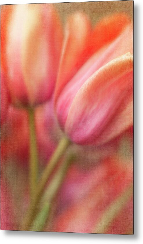 Tulips Metal Print featuring the photograph Tulip Sorbet by Jill Love