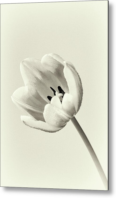 Tulip Metal Print featuring the photograph Vintage Tulip by Tanya C Smith