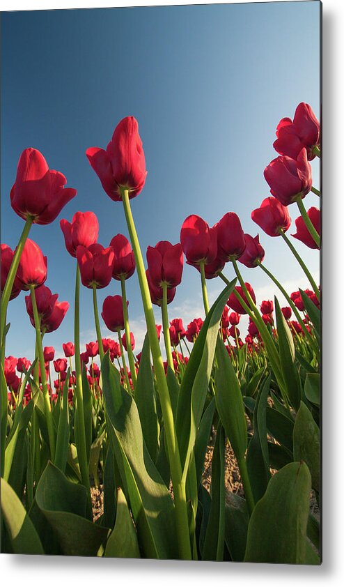 Tulips Metal Print featuring the photograph Tulips Looking Up by Michael Rauwolf