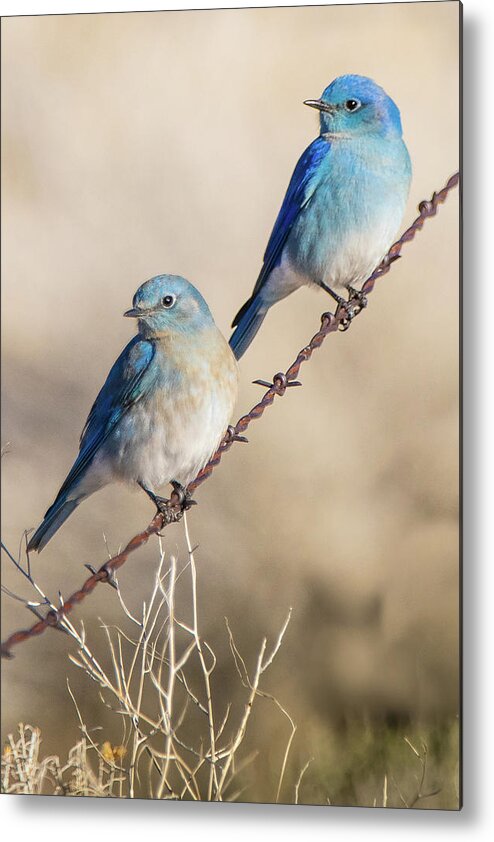 Nevada Metal Print featuring the photograph Two Bluebirds on a Wire by Janis Knight