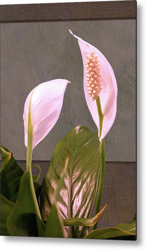Lilies Metal Print featuring the photograph Two Peace Lily Flower Blooms by Tom Mc Nemar