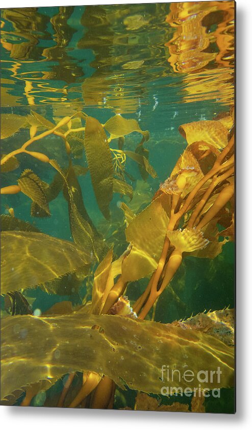 Alaska Metal Print featuring the photograph Underwater View of Giant Kelp by Nancy Gleason