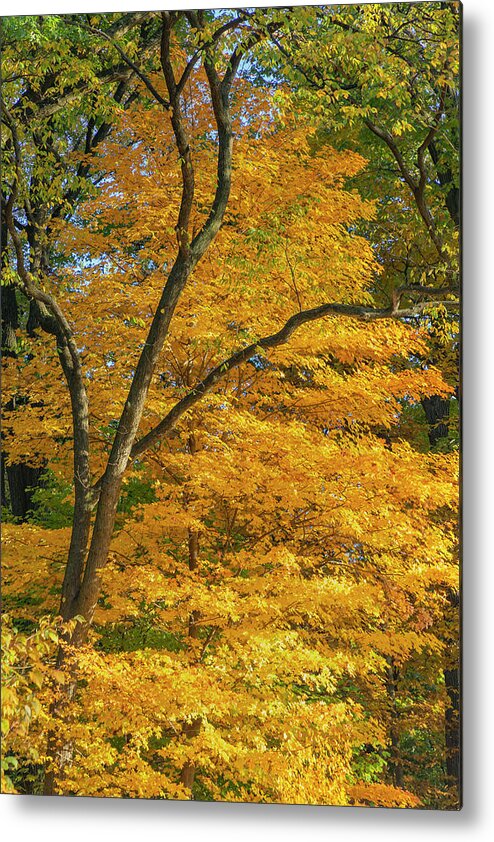 Bronx Botanical Gardens Metal Print featuring the photograph Vibrant Autumn by Cate Franklyn