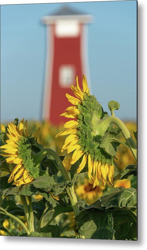 Flowers Metal Print featuring the photograph Watcher by Laura Macky