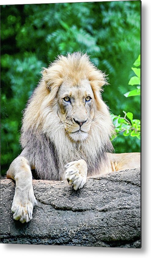 Zoo Metal Print featuring the photograph Watchful by Ed Stokes