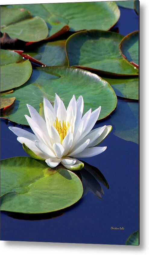 Water Lily Metal Print featuring the photograph Water Lily Pond by Christina Rollo