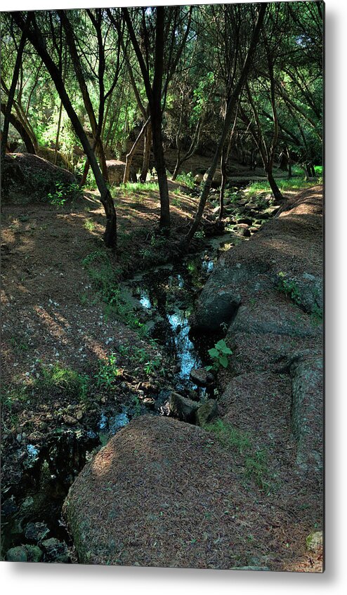 Forest Metal Print featuring the photograph Water Line in the Forest by Angelo DeVal