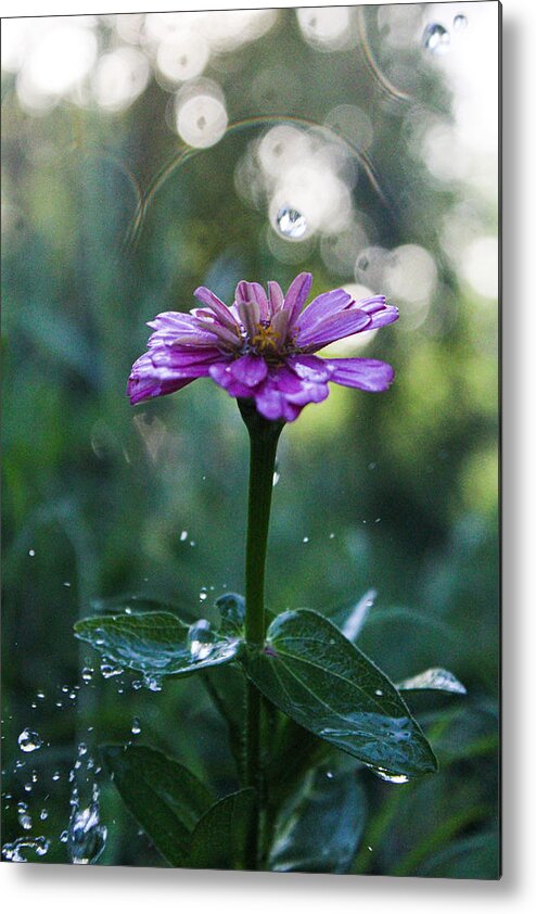Waterdrops Metal Print featuring the photograph Waterdrops and a Pink Common Zinnia by W Craig Photography