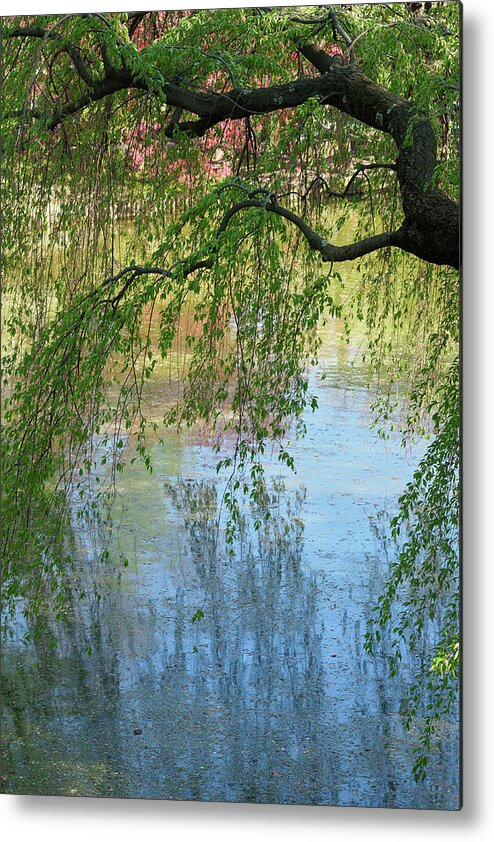 Brooklyn Metal Print featuring the photograph Weeping Higan Cherry Tree at the Brooklyn Botanic Garden by Stephen Russell Shilling