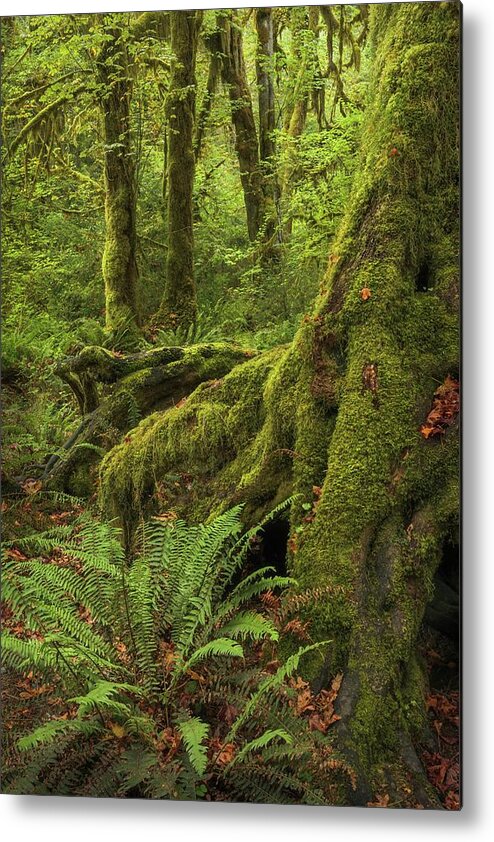 Washington Metal Print featuring the photograph When You Are Loved - Hoh Rainforest by Alexander Kunz