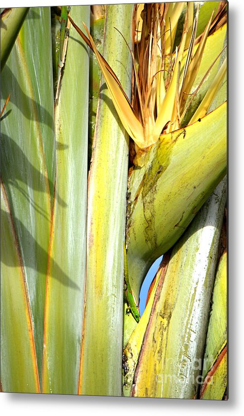 Green Metal Print featuring the photograph Where Is The Gecko by Ellen Cotton
