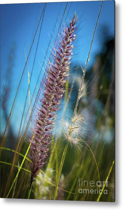 Nature Metal Print featuring the photograph Whisper At The Beach by Abigail Diane Photography