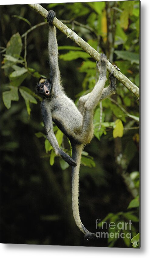 00210472 Metal Print featuring the photograph White-bellied Spider Monkey Calling by Pete Oxford